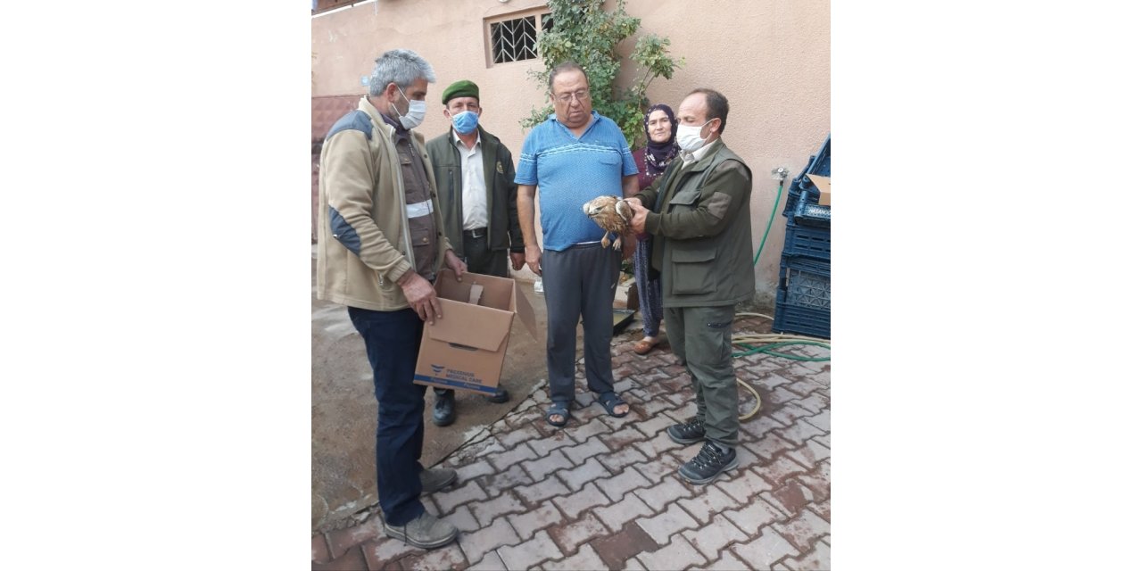 Yaralı şahin emin ellerde