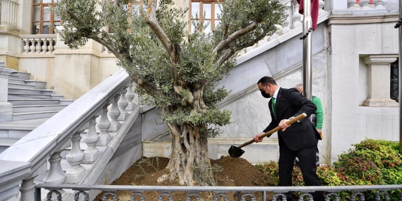 Beyoğlu’ndan tüm İstanbul’a yayılan ‘Zeytin Ağacı Dikme’ kampanyası