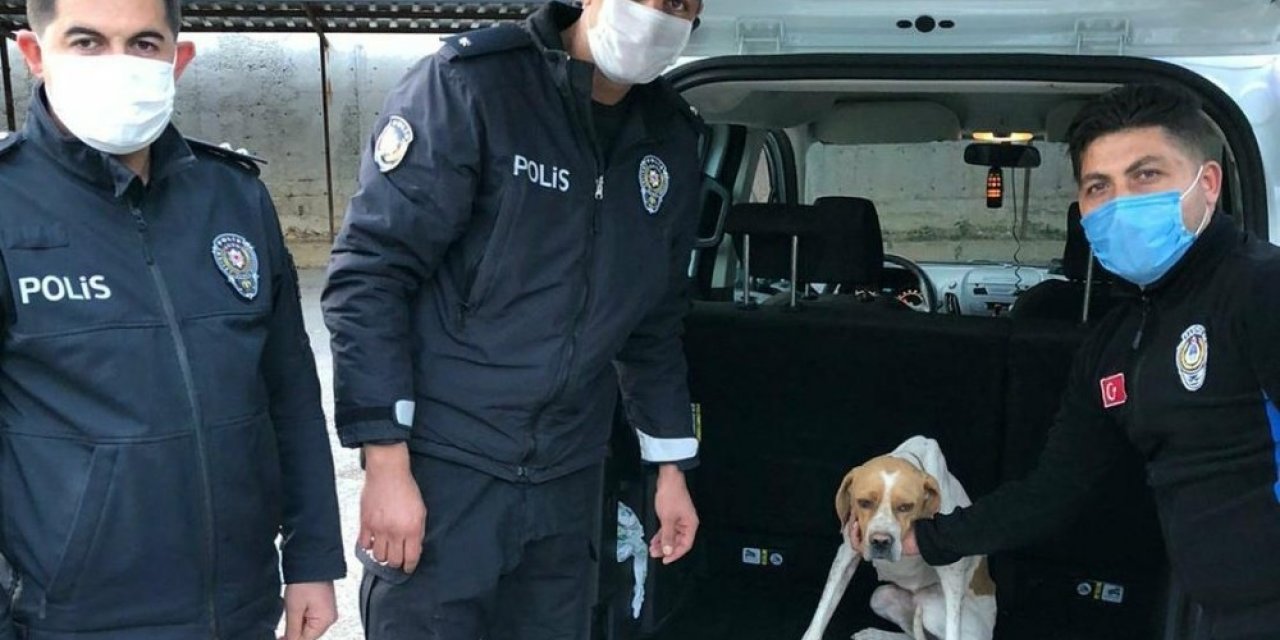 Köpeğe işkence görüntüleriyle ilgili 1 gözaltı
