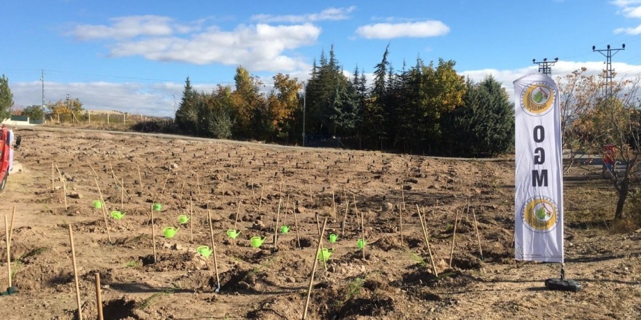 Kızılcahamam’da 35 bin fidan toprakla buluştu