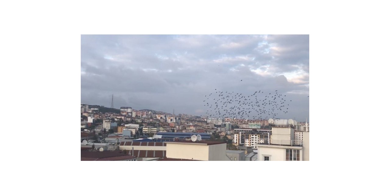 Sığırcıkların gökyüzünde görsel şöleni görenleri hayran bıraktı