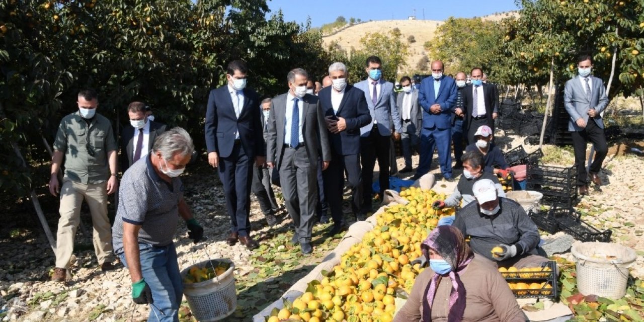 Adıyaman’da hurma hasadı başladı