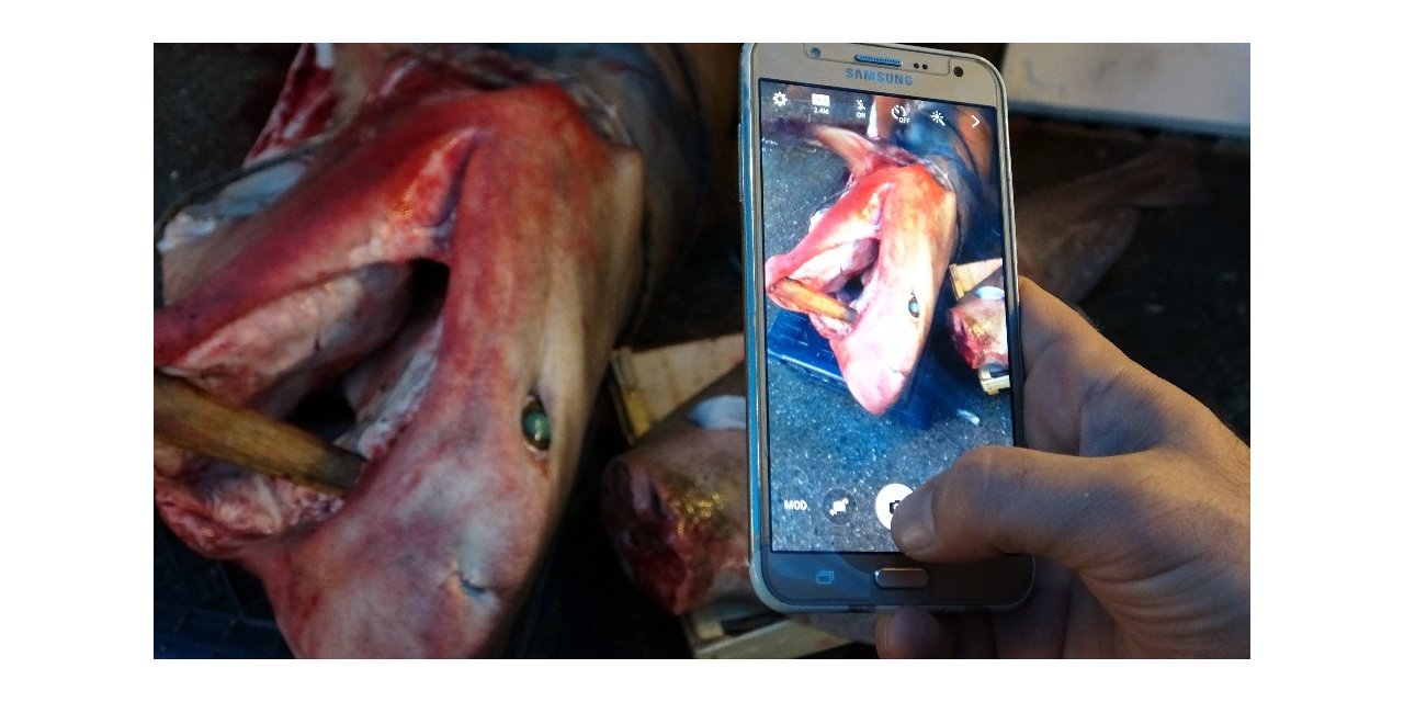 Bu balığı gören dönüp bir daha baktı, fotoğraf çekmeden gidemedi