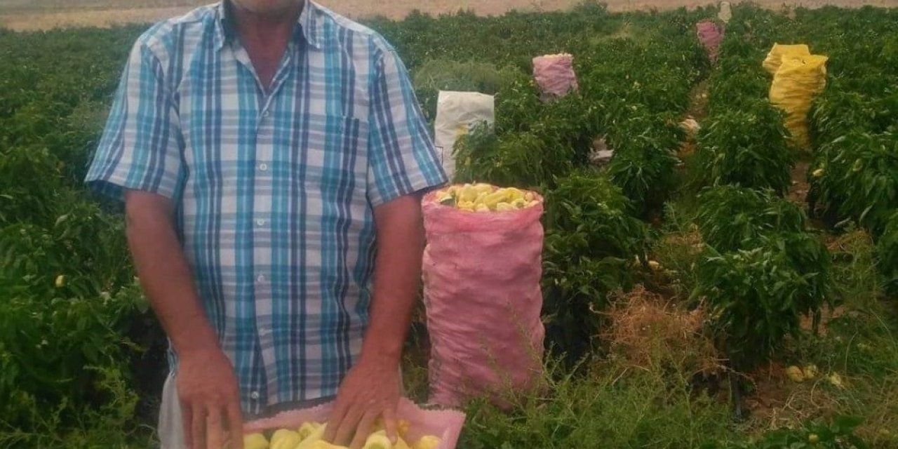 Tarlada çalışanlar, kovaları havaya fırlatarak sezonu kapattı