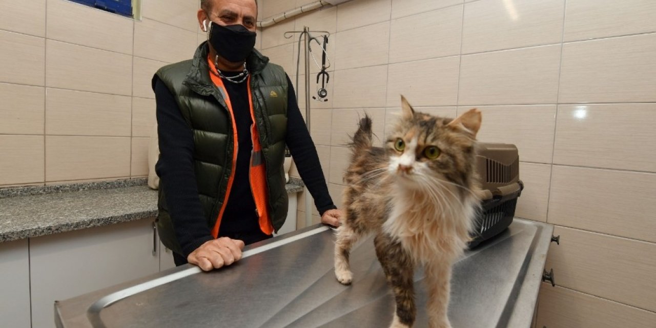 Depremzede kediyi Haluk Levent sahiplendi