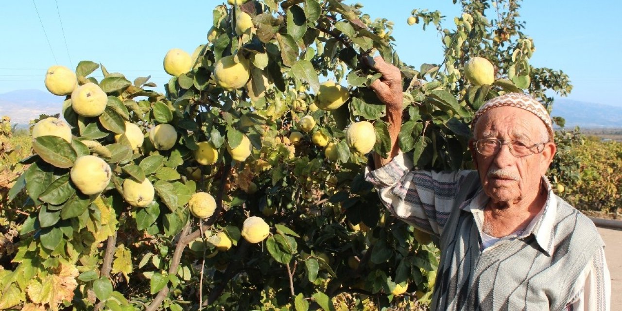 ’Ayva bolluğu kışın sert geçeceğine işaret’