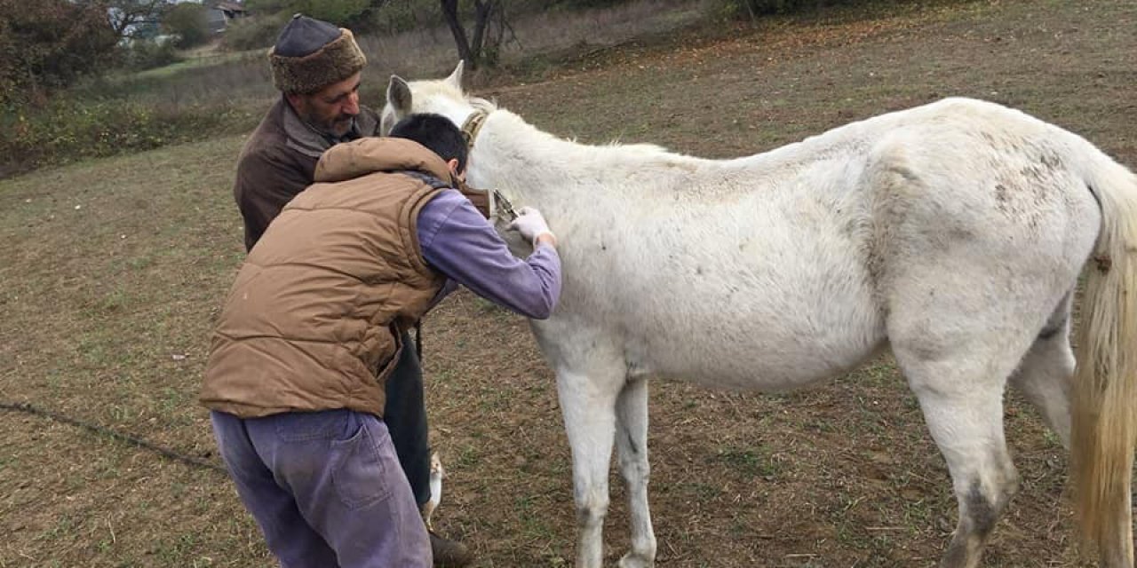 Bilecik’te atların ruam testleri yapılarak, mikroçipleri takılmaya devam ediliyor