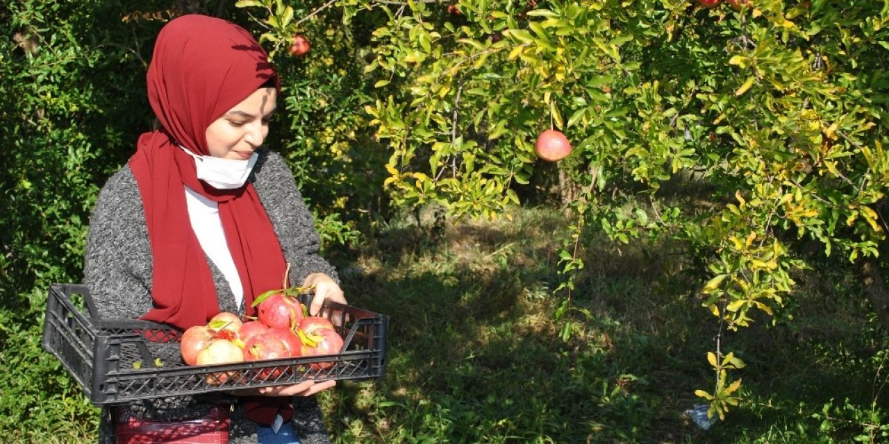 İstanbullu gençler Sarıcakaya da nar hasadı yaptı