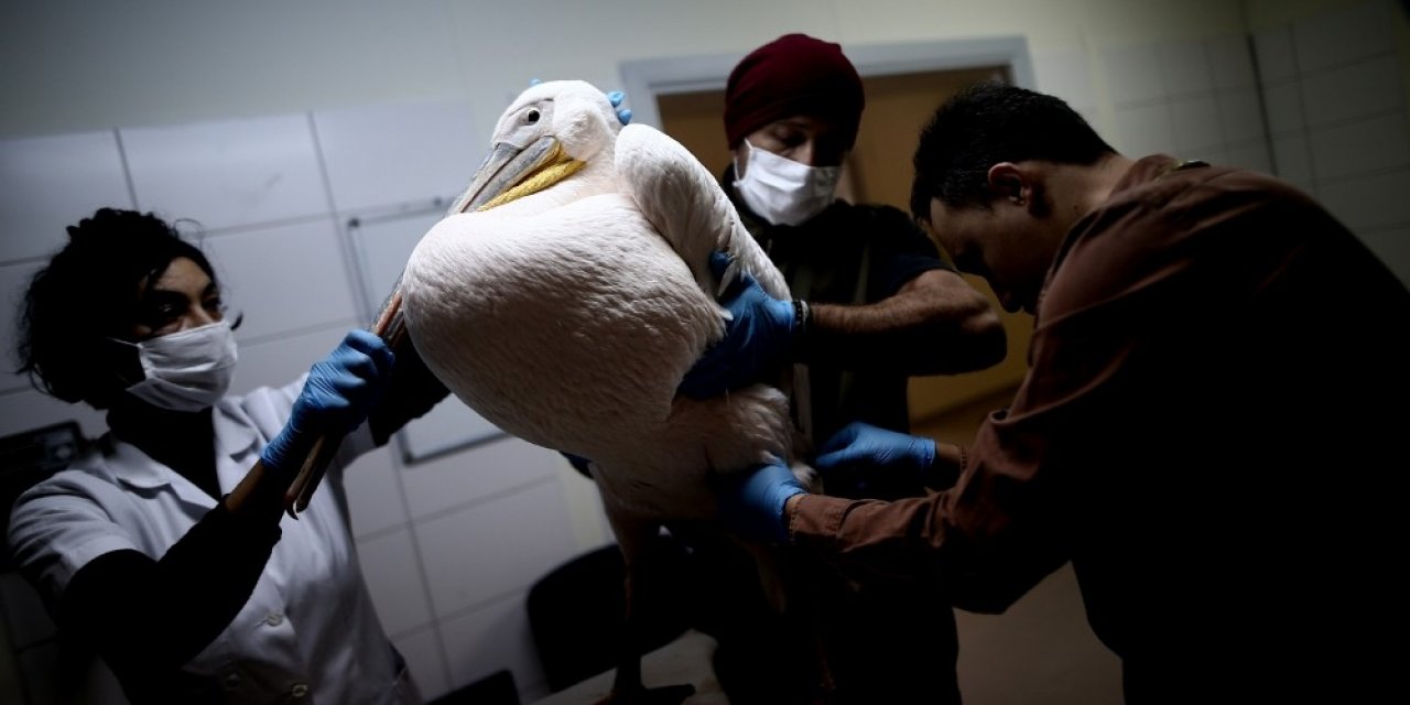 Böyle vahşet görülmedi...Avcıların vurduğu yaralı pelikan tedavi altına alındı