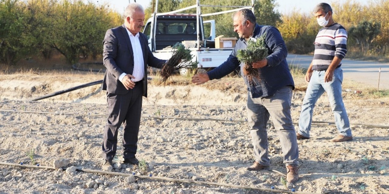 Kurşunlu mahallesine Lavanta bahçesi