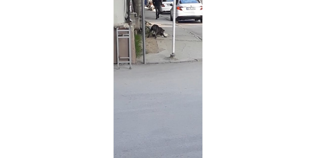 Bursa’da pitbull dehşet saçtı