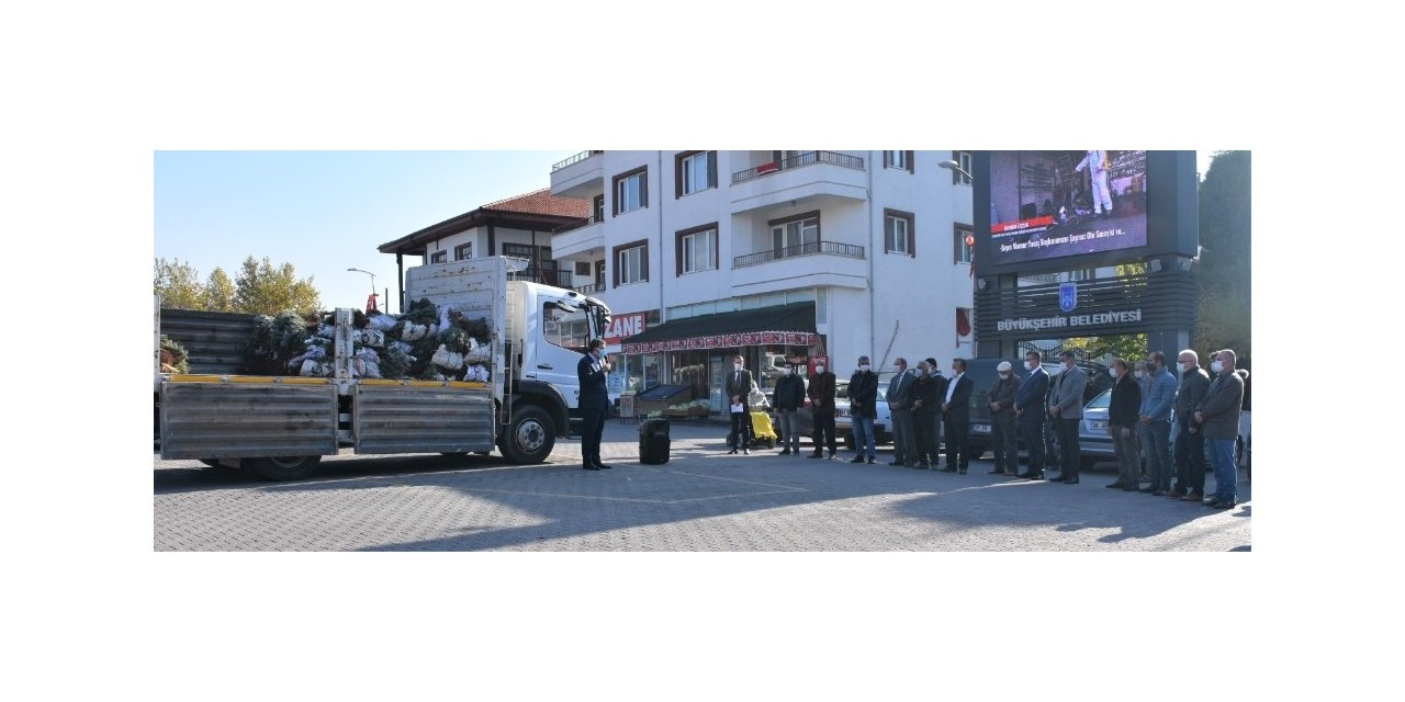 Nallıhanlı üreticilere lavanta fidesi dağıtımı devam ediyor