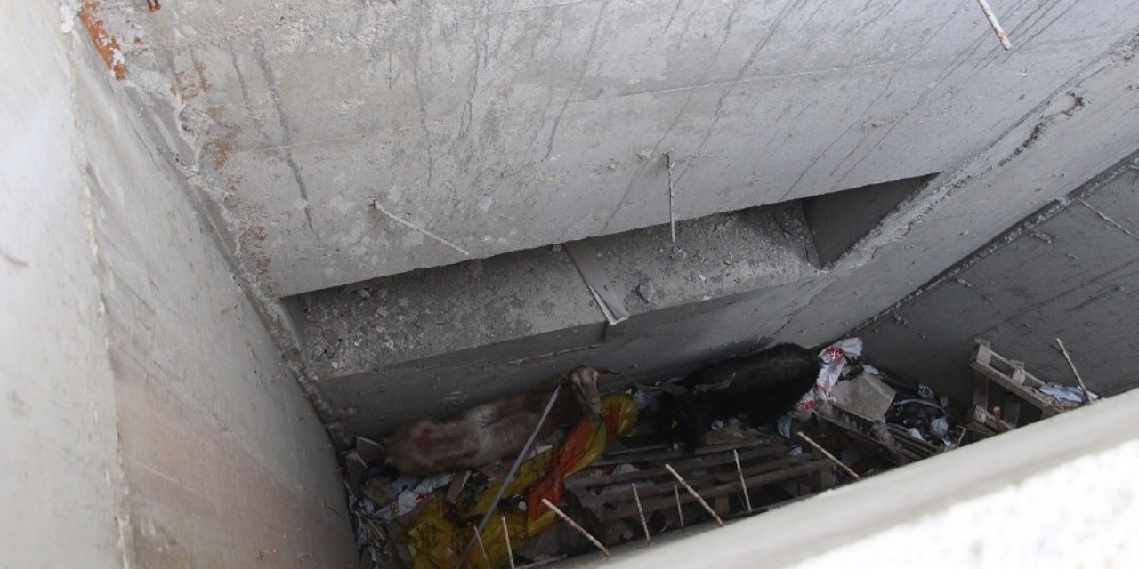 Drenaj kanalına düşen 2 keçiyi itfaiye ekipleri kurtardı