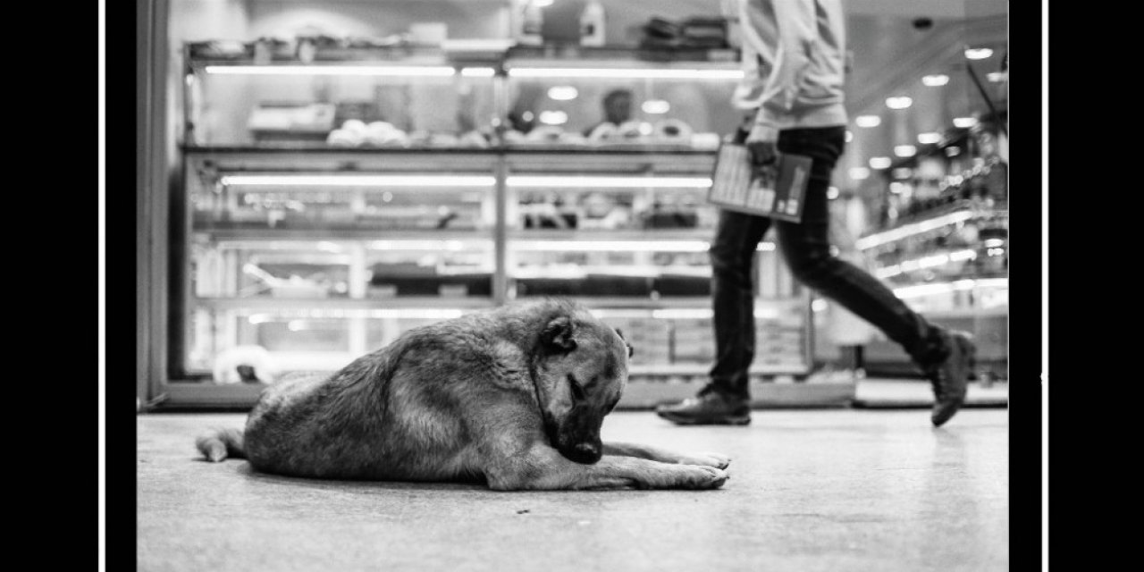 İnegöl sokaklarındaki pati izleri fotoğraflarla ölümsüzleşti