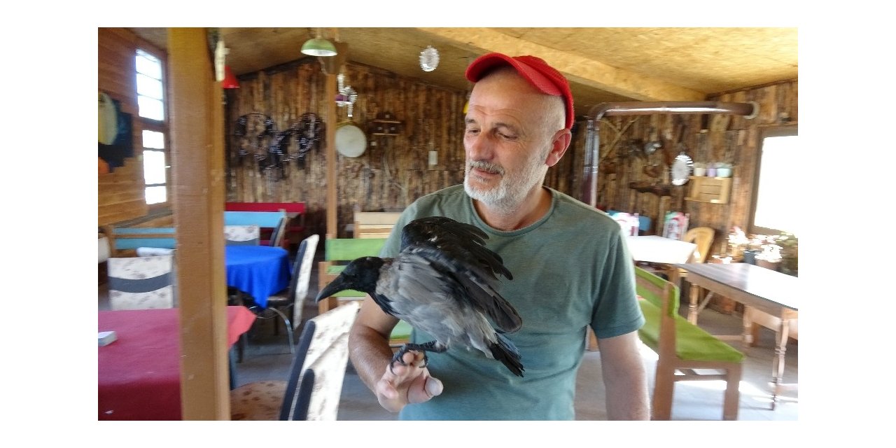 Esnaf ile karganın dostluğu görenleri şaşırtıyor