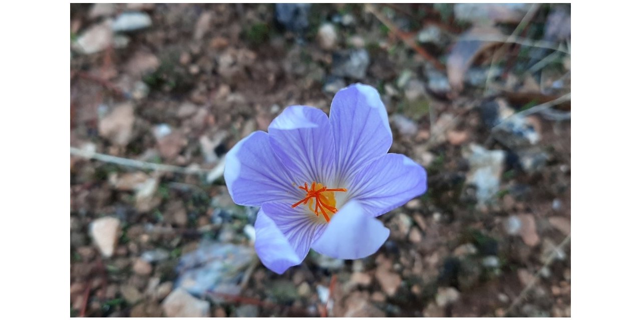 Baharın müjdecisi çiğdem çiçekleri doğayı süsledi