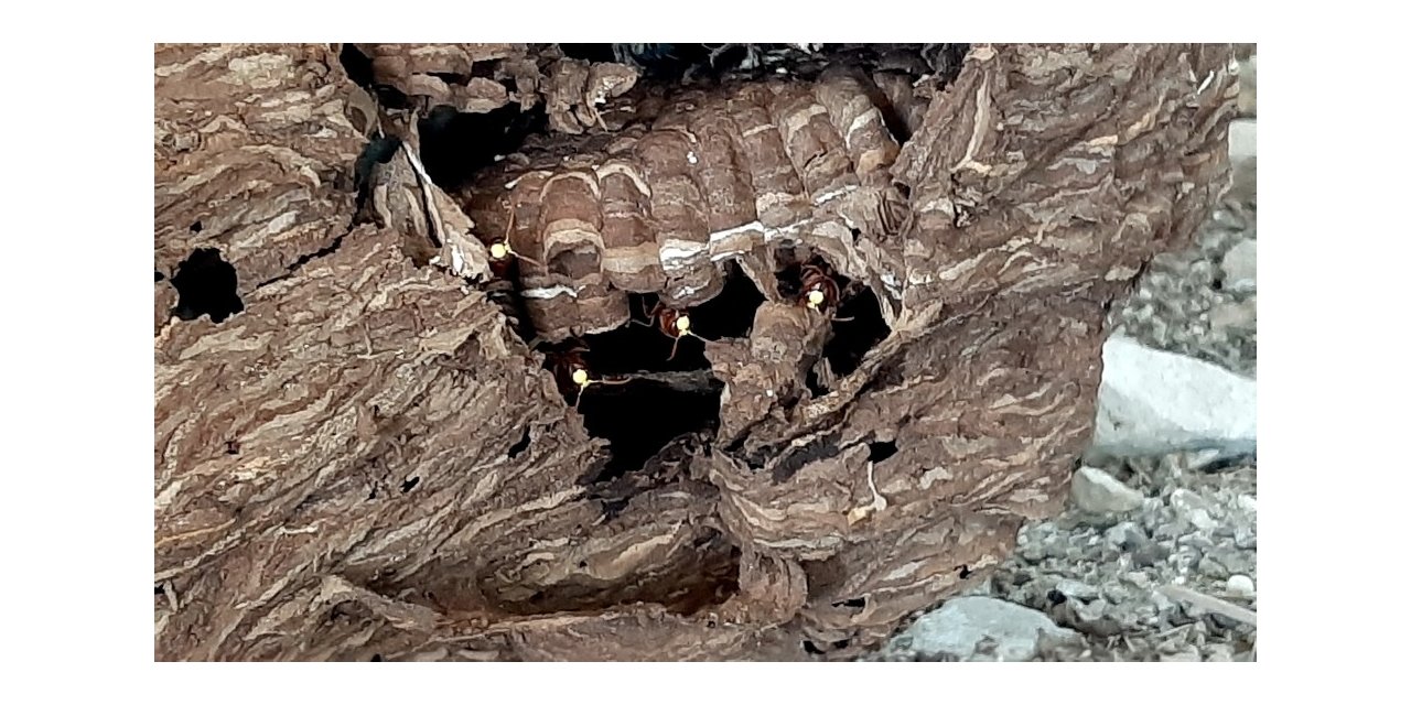 Eşek arıları dev yuva yaptı