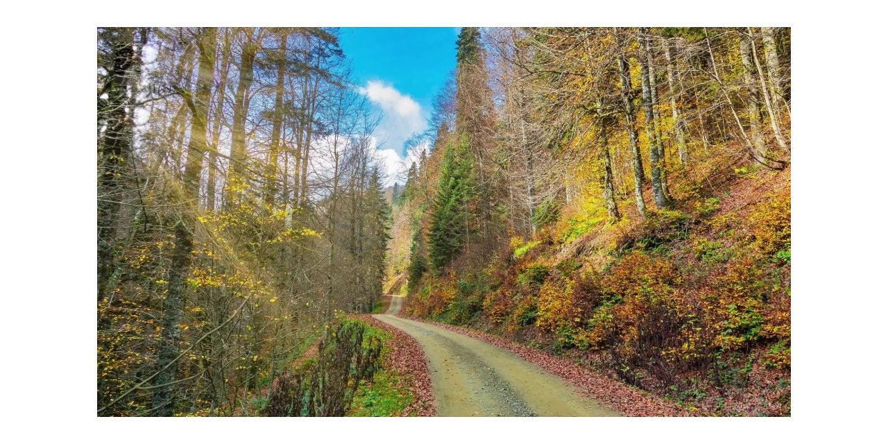 Düzce’de sonbahar ile renk cümbüşü yaşanıyor