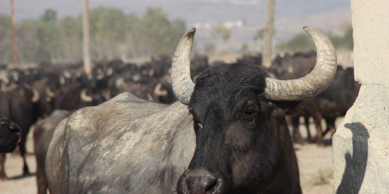 Bu köyde kişi başına iki manda düşüyor