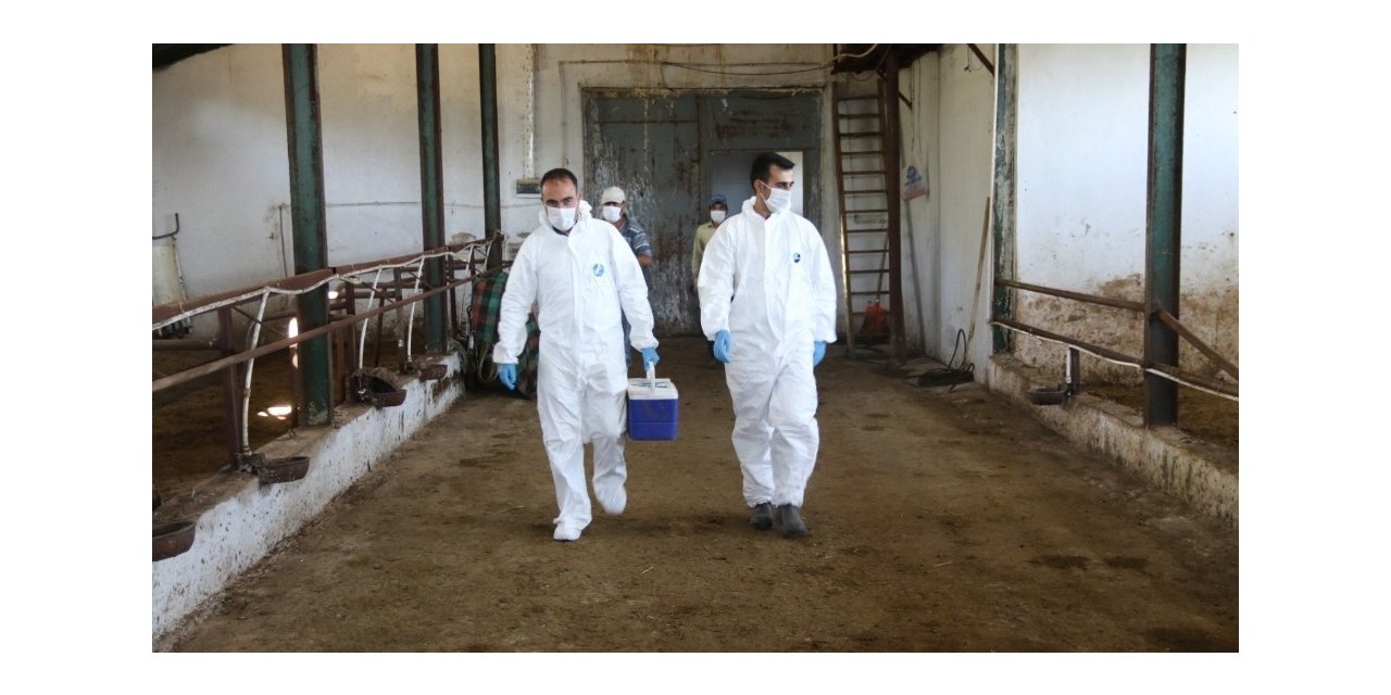 Düzce’de 26 bin 364 hayvan aşılandı