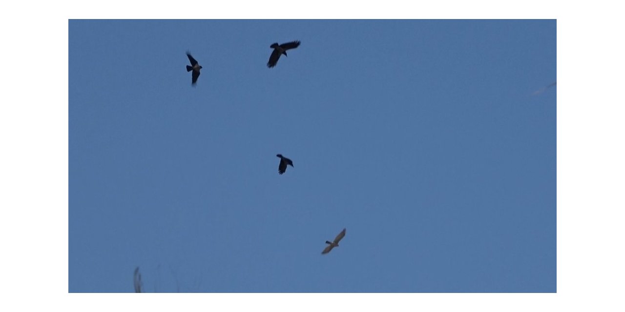 Tedavisinin ardından salınan atmacaya kargalar saldırdı