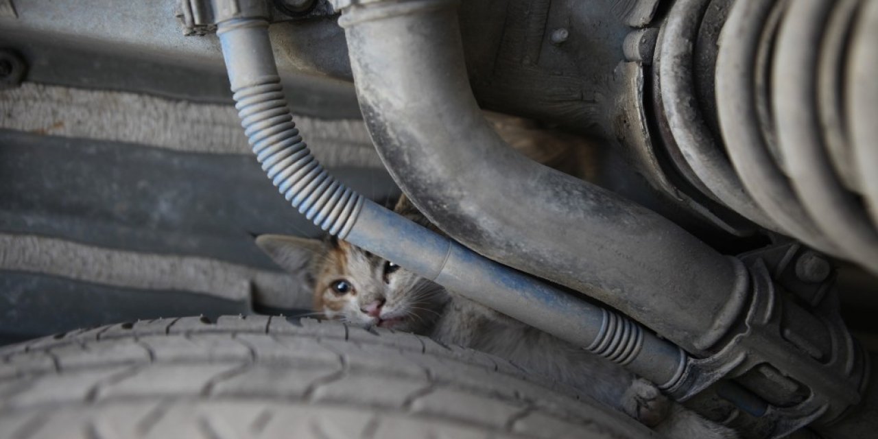 Kaputa giren yavru kediler itfaiye ekiplerince kurtarıldı