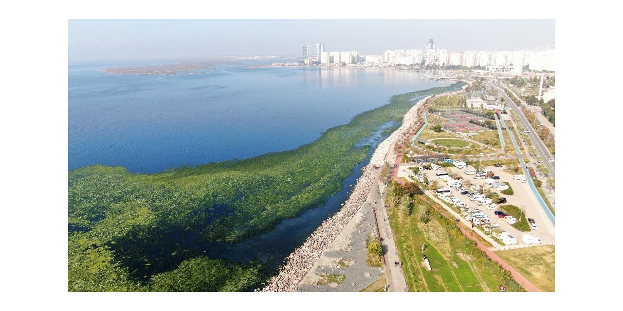 İzmir sahillerine “deniz marulu” istilası