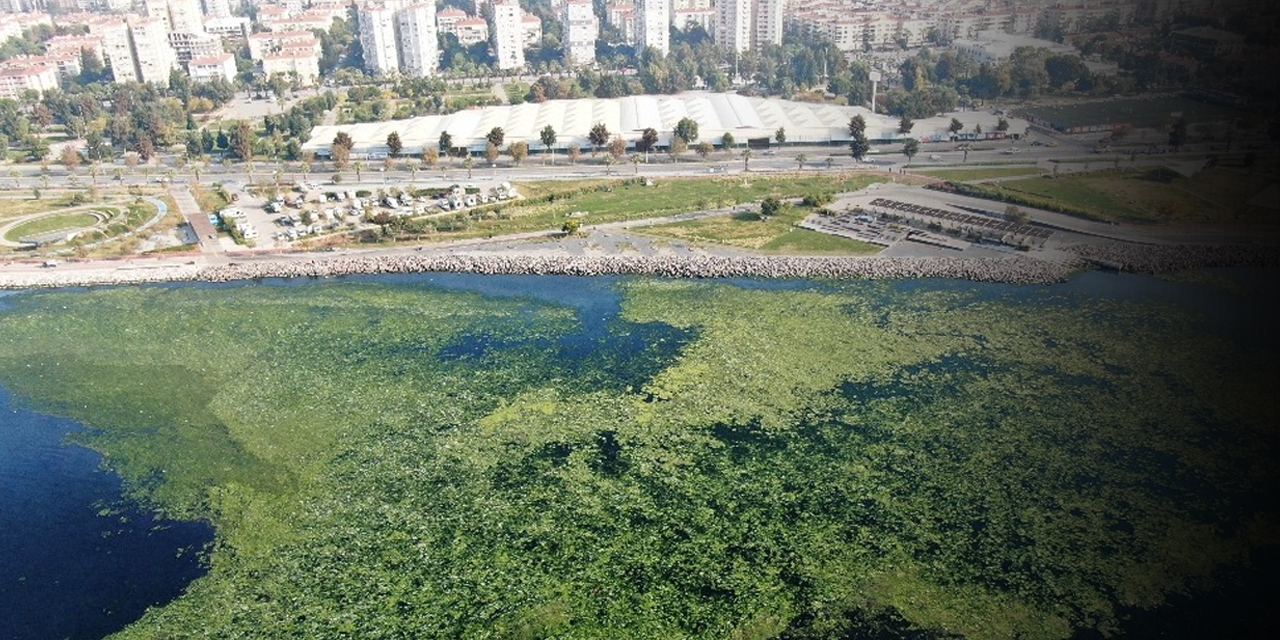 'Deniz marulu' İzmir sahillerini istila etti