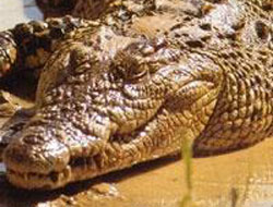 Timsah ölü ya da diri aranıyor