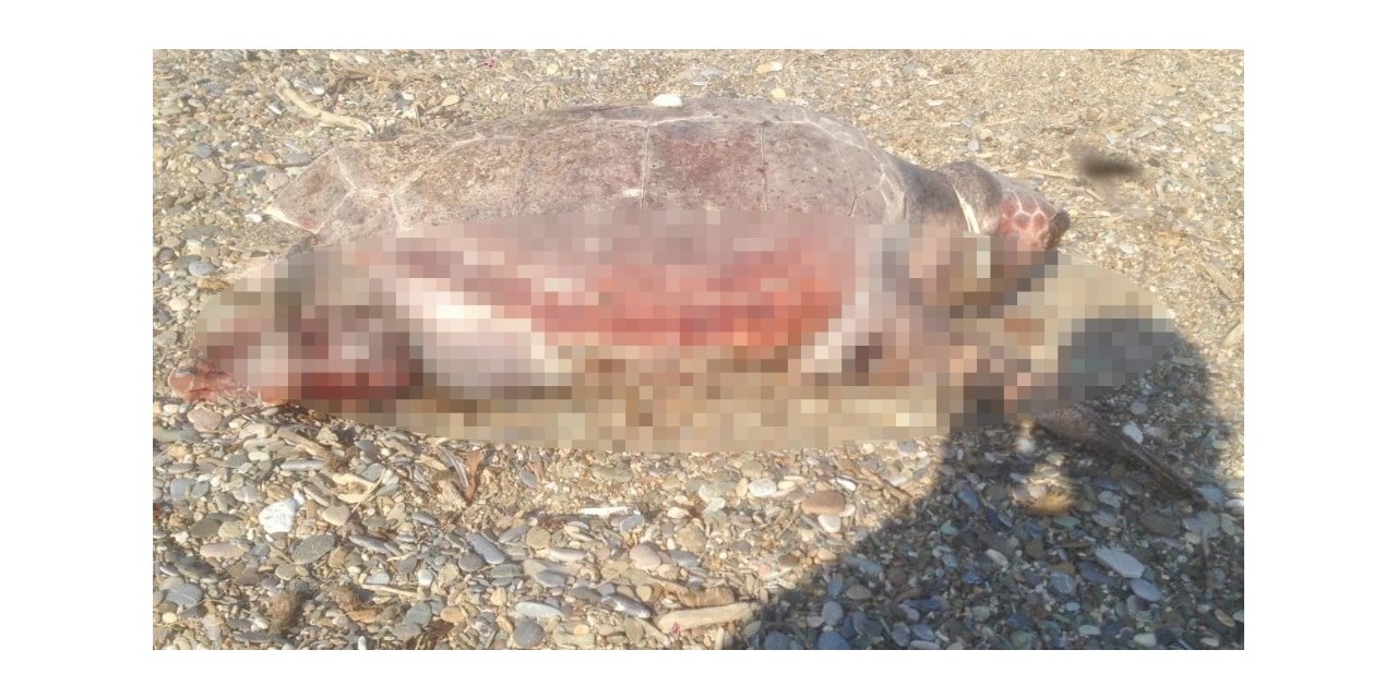 62 kaplumbağayı öldürmenin bedeli 482 bin lira