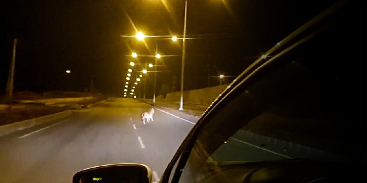 Şehir merkezine inen kurt şaşkına çevirdi