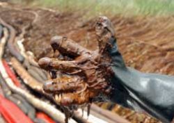 İnsanın kirlettiğine doğa çözüm buldu