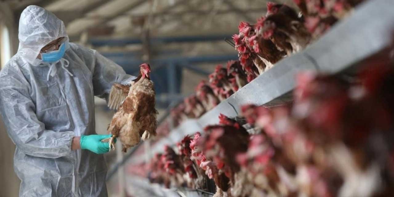 Koronavirüs kabusu bitmeden kuş gribi başladı! Kanatlıları itlaf ediyorlar