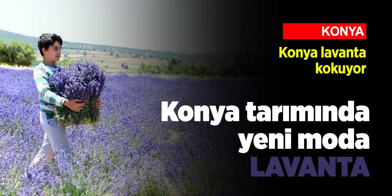 Konya tarımında yeni moda! Tarlalar lavanta kokacak