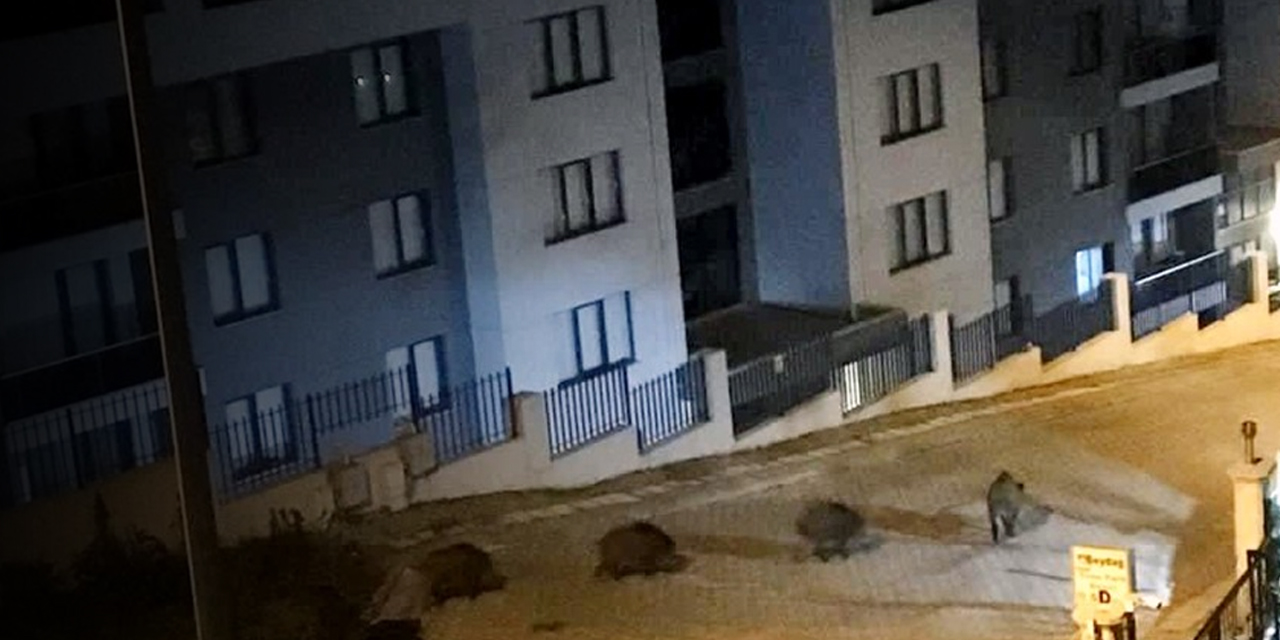 Mahalleyi domuzlar bastı