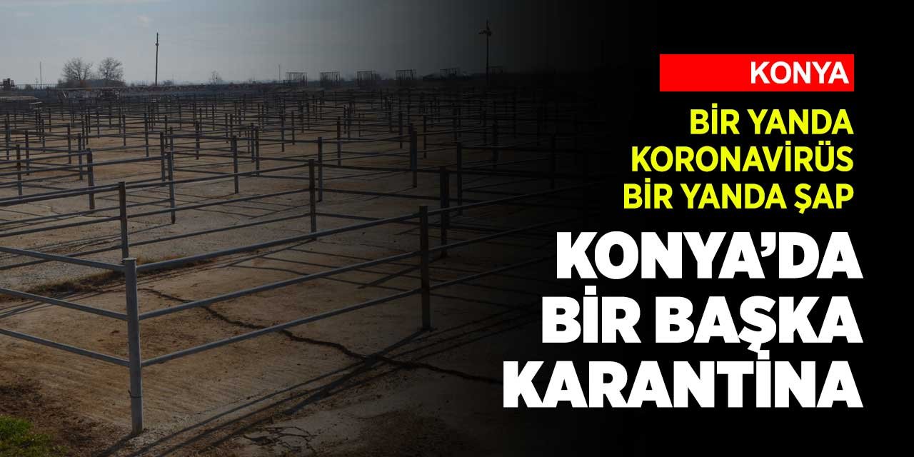 Koronavirüs mücadelesinin sürdüğü Konya'da şimdi de şap karantinası