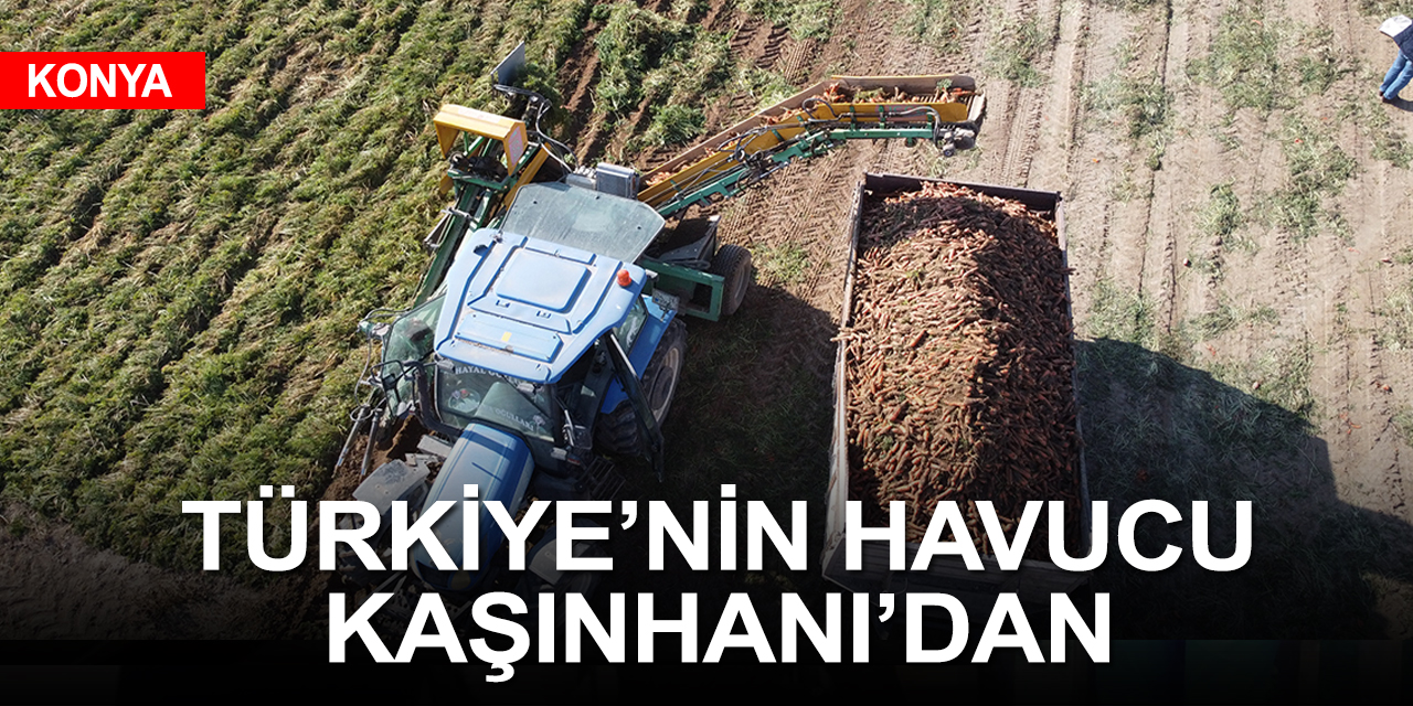 Türkiye'de yenen havucun yüzde 70'i Konya'da üretiliyor
