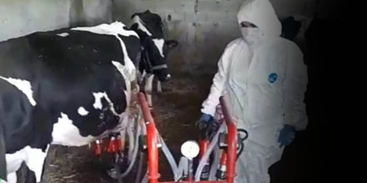 OIE: Sığır ve kümes hayvanları Kovid-19'u yaymıyor