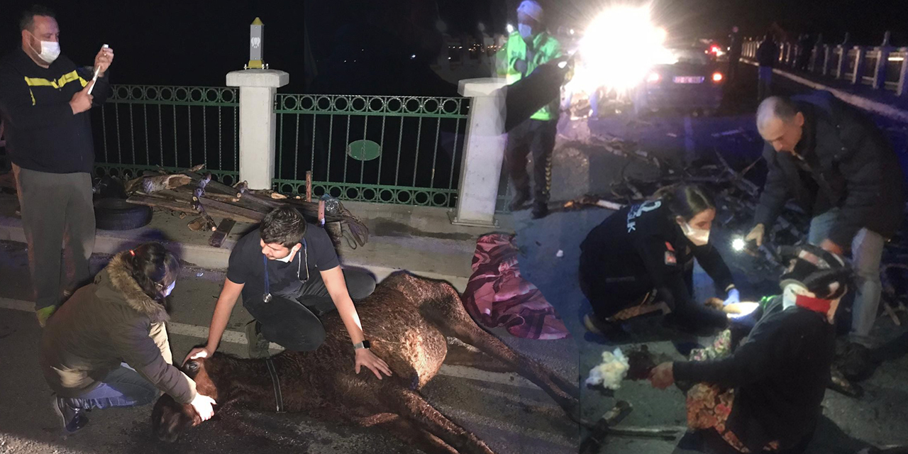 Trafik kazasında yaralanan atın durumu ‘yılan’ hikayesine döndü! Saatlerce soğukta tedavi bekledi