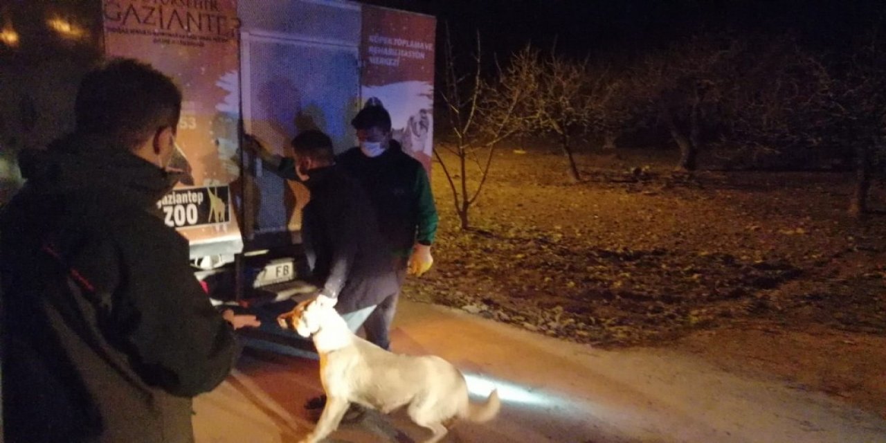 Kısıtlamayı delip köpek dövüştürmenin bedeli ağır oldu