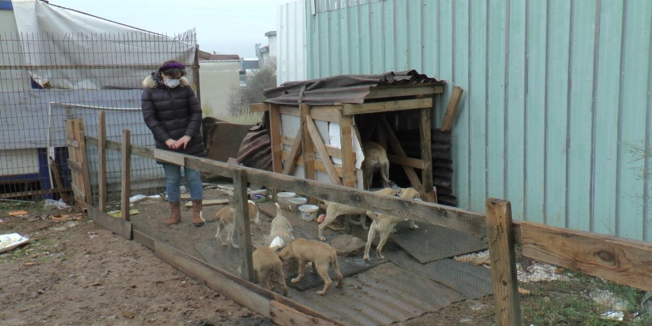 'İnsan' çarptı kaçtı! Köpekler yardıma koştu