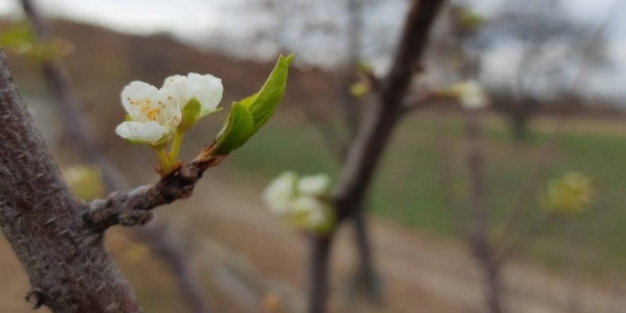 Konya’da erik ağacı Aralık'ta çiçek açtı