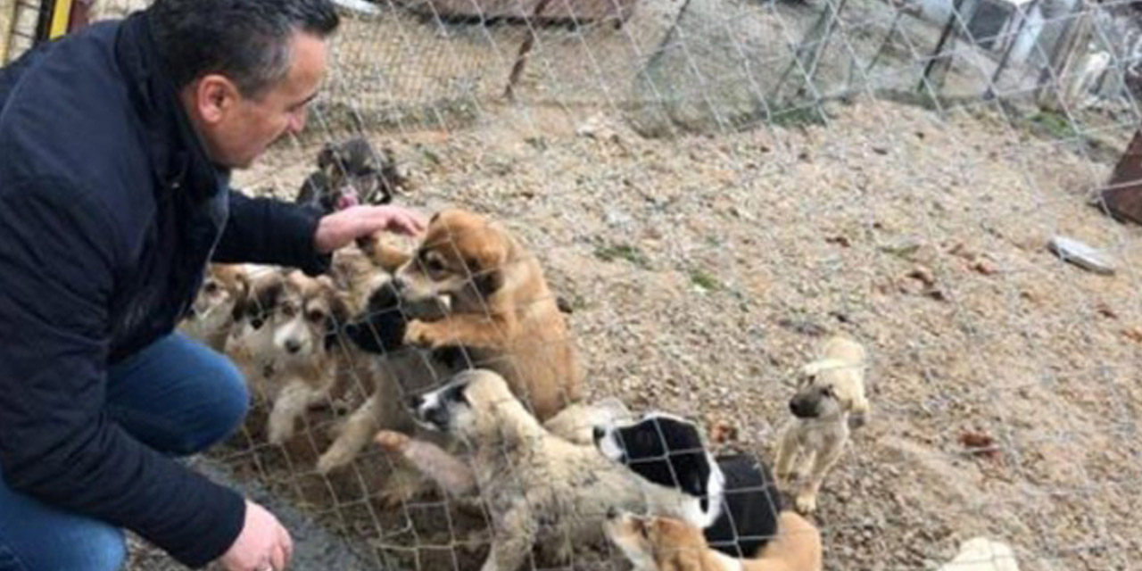 Seydişehir Belediyesi sokak köpeklerini kısırlaştırıyor