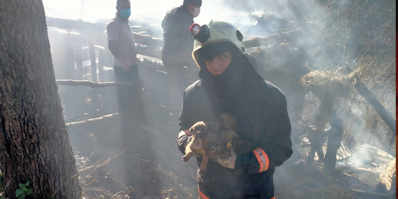 Samanlık yangınından kurtarılan köpek yavruları tedavi altına alındı