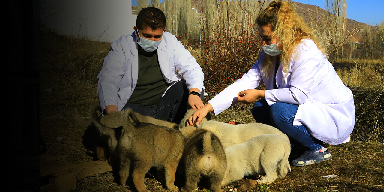 Konya'nın fedakar sağlık çalışanları engelli köpeğe ve 11 yavrusuna da sahip çıktı