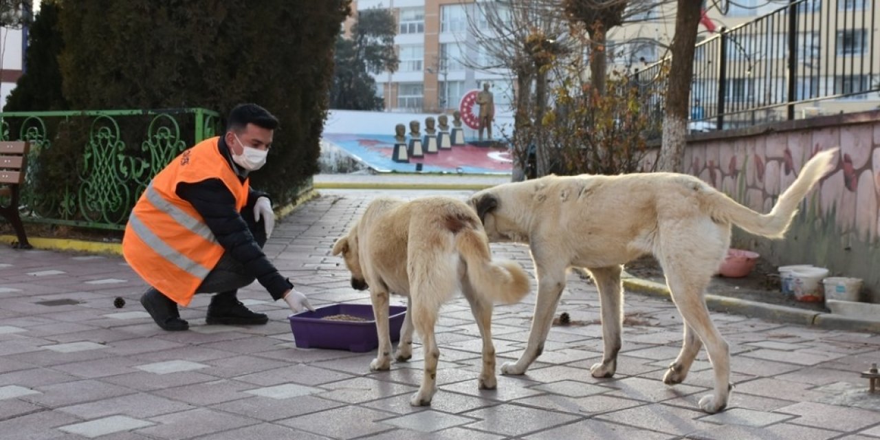 İnönü Belediyesi sokak hayvanlarının yanında olmayı sürdürüyor