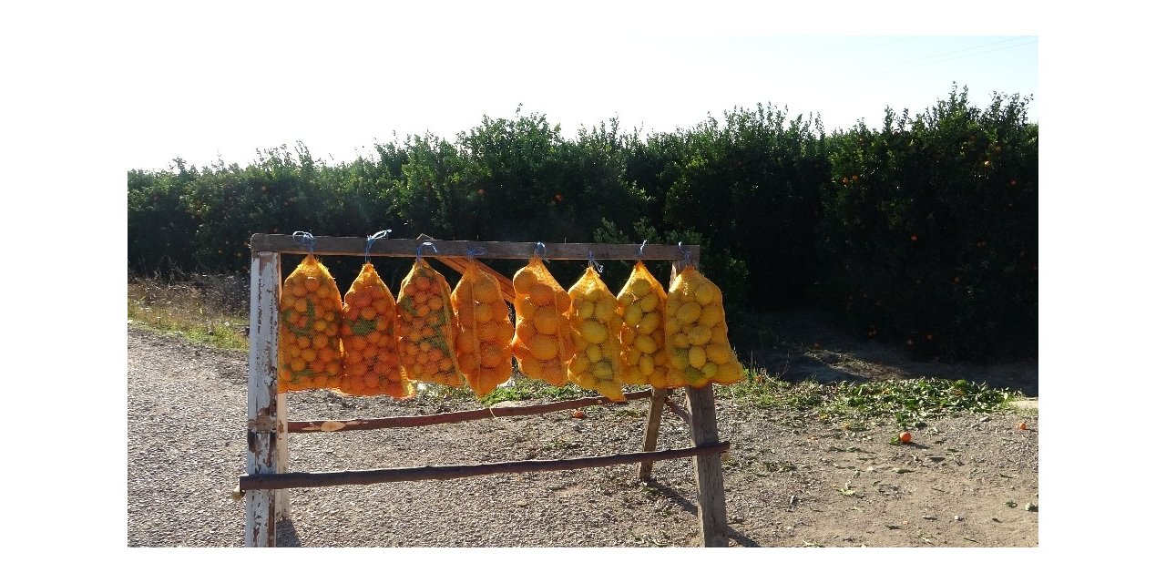 Çukurova’nın yolları portakal karnavalını aratmıyor