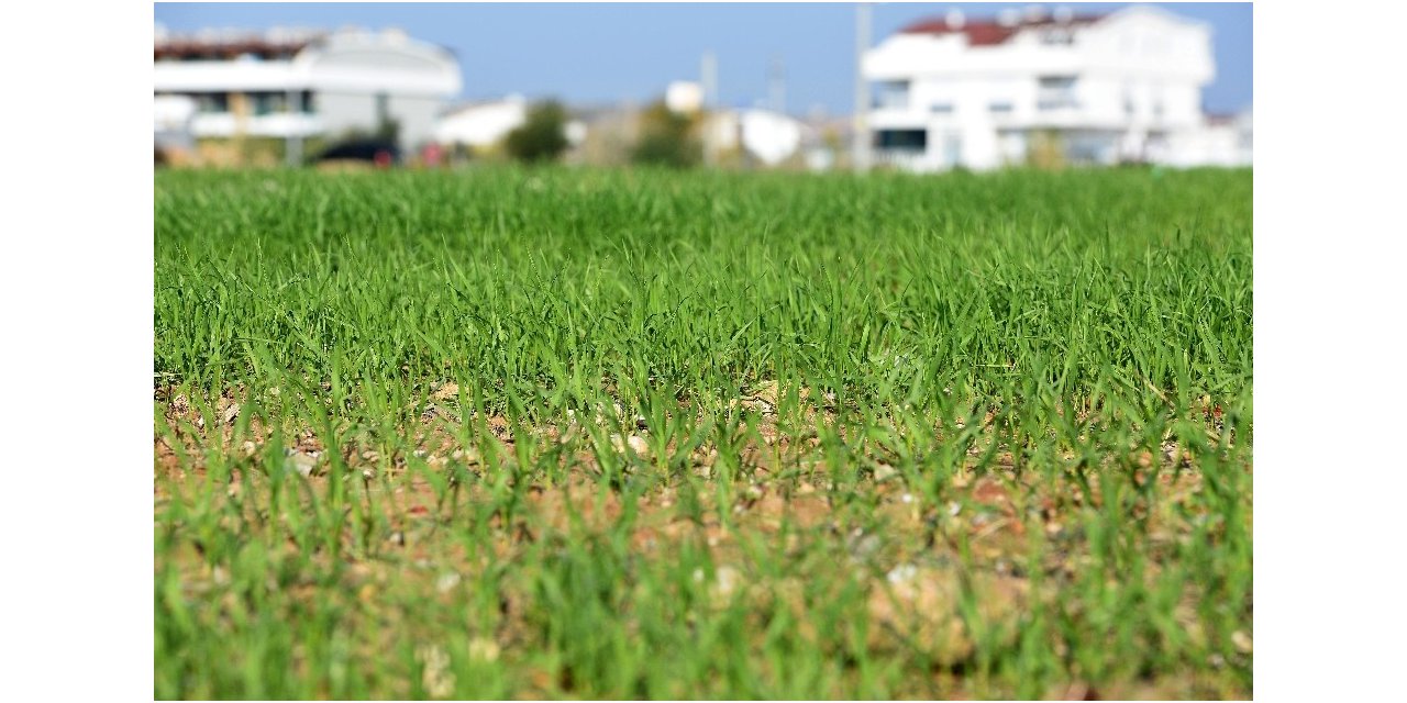 Muratpaşa’nın buğdayları filizlendi