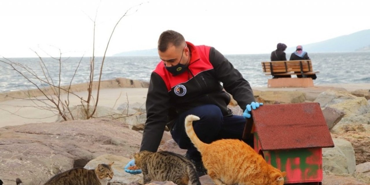 Kartal Belediyesinden patili dostlara sıcak yuva