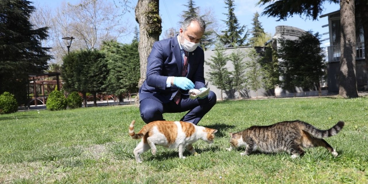 Bursa’da sokak hayvanlarına 62 ton mama